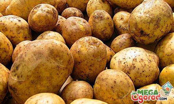 Урожайные сорта картофеля - в помощь огородникам